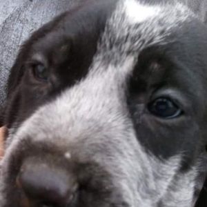 Meet your Posher, Shane